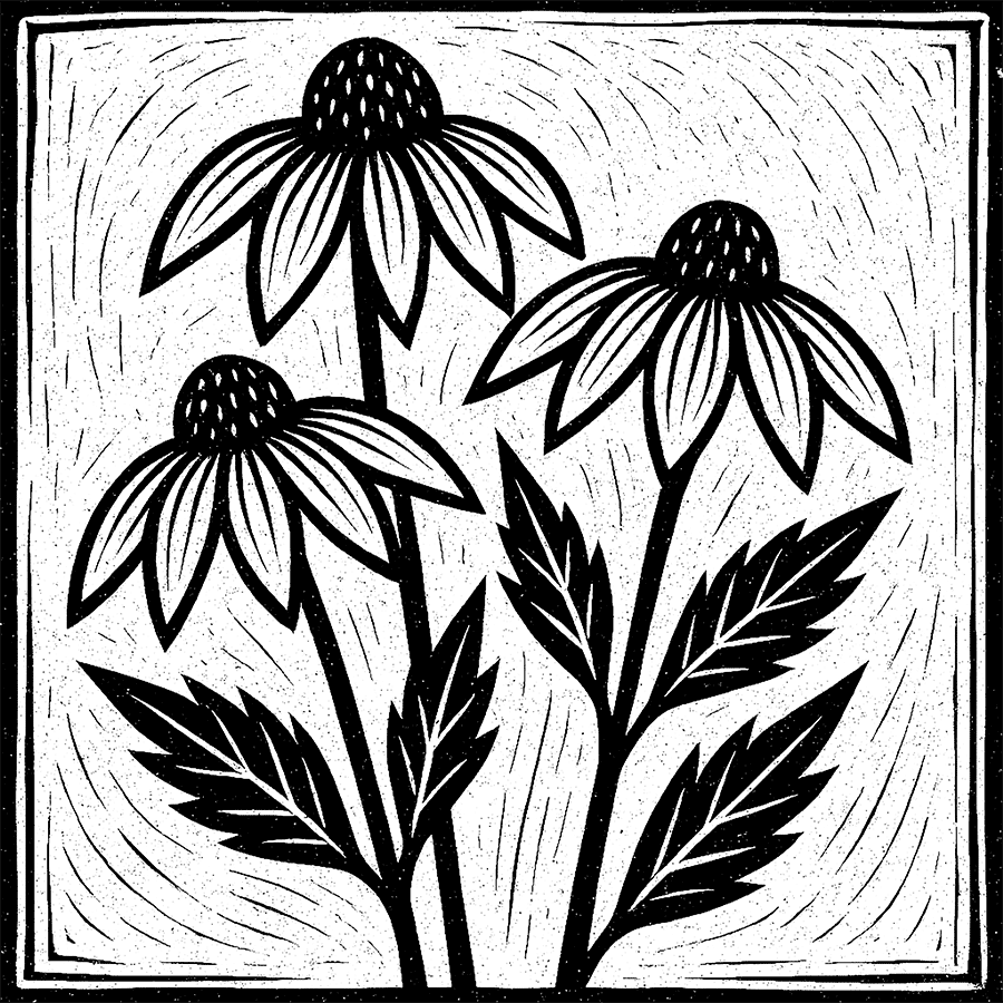 Black and white linocut of four coneflower blooms.