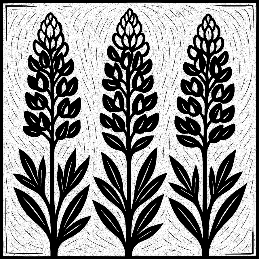 Black and white linocut of three lupen blooms.